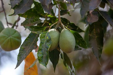Fruits of a white sapote, Casimiroa edulis