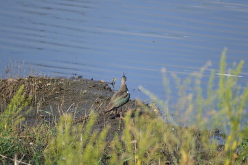 Lapwing