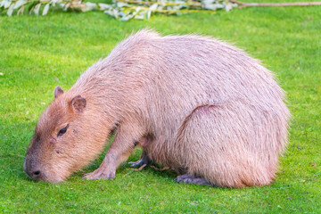 A large capybara lies on the green grass in the park