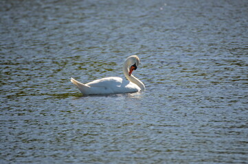 swans on the lake