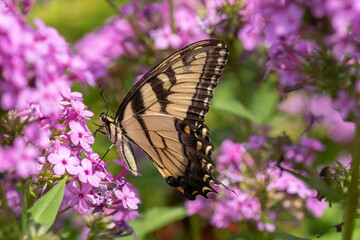 Eastern Tiger Swallowtail (Papilionidae) on pink flowers in garden