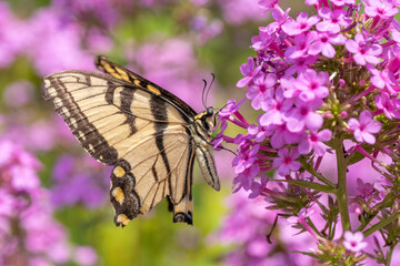 Eastern Tiger Swallowtail (Papilionidae) on pink flowers in garden