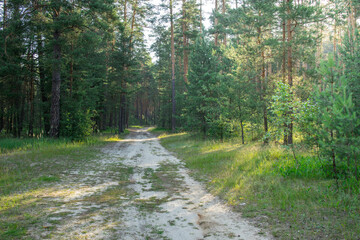 A dirt road in a forest with trees on both sides