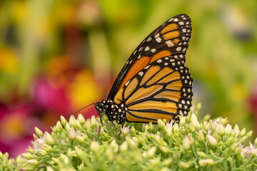 
Monarch Butterfly (Danaus Plexippus) on flower in summer garden

