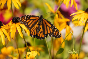 Monarch Butterfly (Danaus Plexippus) on yellow coneflower in summer garden