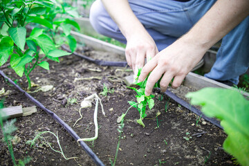 A man is tending to a garden, pulling weeds and cutting plants