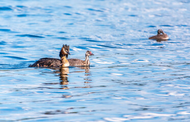 The waterfowl bird, great crested grebe with chick, swimming in the lake.