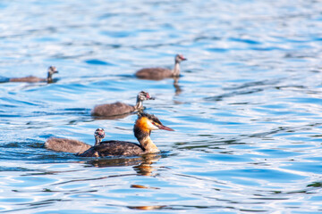 The waterfowl bird, great crested grebe with chick, swimming in the lake.