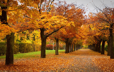 Naklejka premium A road in the forest full of consistent autumn leaves and orange autumn brawl around it 