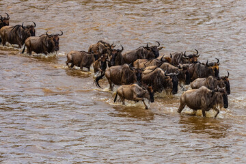 Wildebeests (Connochaetes) crossing Mara river at the Serengeti national park, Tanzania. Great...