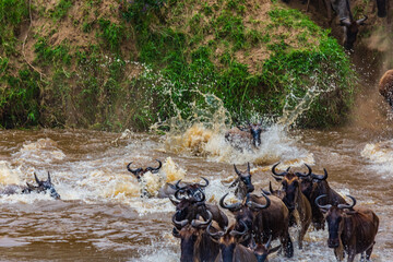 Wildebeests (Connochaetes) crossing Mara river at the Serengeti national park, Tanzania. Great...
