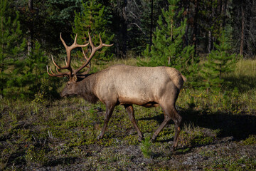 elk is going for a walk