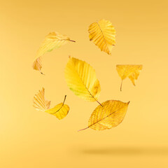 Beautiful bright colorful autumn  leaves falling in the air isolated on yellow background. Zero gravity or levitation autumn conception. High resolution image.