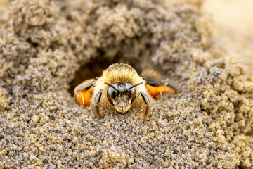 Close up Pantaloon bee, Dasypoda hirtipes, crawling out of a dug tunnel in a sand pit in Balloërveld nature reserve in the Dutch province of Drenthe on the edge of the Drentsche Aa National Park