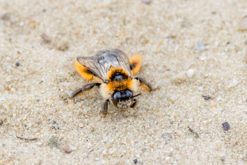 Close up Pantaloon bee, Dasypoda hirtipes, walking over sand grains of a dirt road in the Balloërveld nature reserve in the Dutch province of Drenthe on the edge of the Drentsche Aa National Park