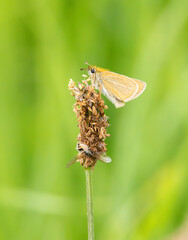 Close up of Essex Skipper, Thymelicus lineola, on faded inflorescence of Narrow-leaved Plantain, Plantago lanceolata, against blurred green-yellow background