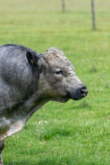 Fototapeta premium Head shot of an Albion bull