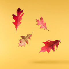 Beautiful bright colorful autumn  leaves falling in the air isolated on yellow background. Zero gravity or levitation autumn conception. High resolution image.