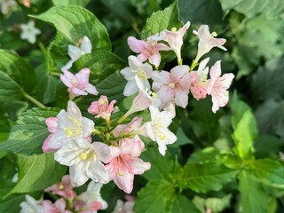 Pale Pink flowers of Weigela Florida Variegata. Floral background
