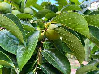 Persimmon, unripe fruit and its natural appearance.
