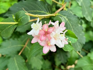 Pale Pink flowers of Weigela Florida Variegata. Floral background

