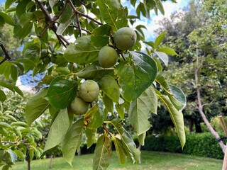 Persimmon, unripe fruit and its natural appearance.
