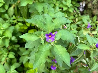 Purple Potato Bush, Solanum rantonnetii 'Royal Robe', compact bush with arching branches and fragrant rich purple-blue flowers with yellow center.
