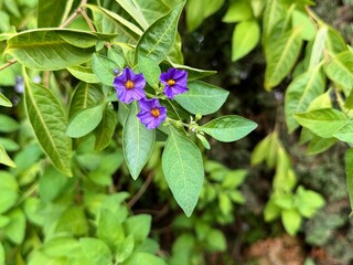 Purple Potato Bush, Solanum rantonnetii 'Royal Robe', compact bush with arching branches and fragrant rich purple-blue flowers with yellow center.
