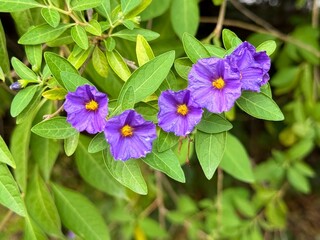 Purple Potato Bush, Solanum rantonnetii 'Royal Robe', compact bush with arching branches and fragrant rich purple-blue flowers with yellow center.
