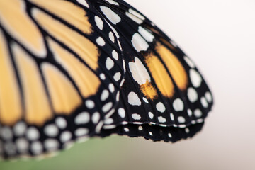 monarch butterfly wings close-up