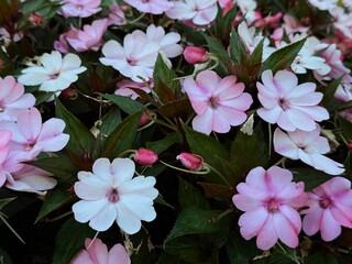 Colourful Busy lizzie flower ( Impatiens walleriana ) in a garden.
