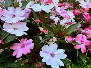 Colourful Busy lizzie flower ( Impatiens walleriana ) in a garden.
