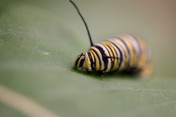 monarch caterpillar on milkweed leaf