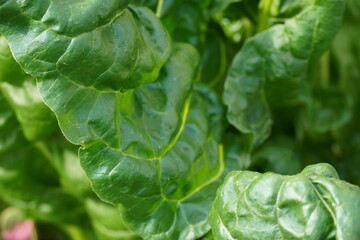 Close up of big green leaves details on a sunny day. Summer 2024. Tallinn, Estonia