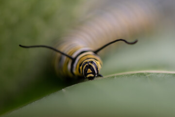 macro of a caterpillar