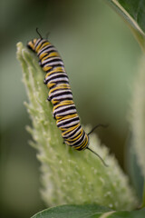 monarch caterpillar on milkweed pod