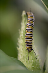 monarch caterpillar on milk pod