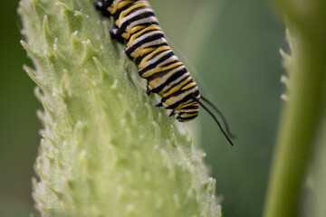 monarch caterpillar on milk pod