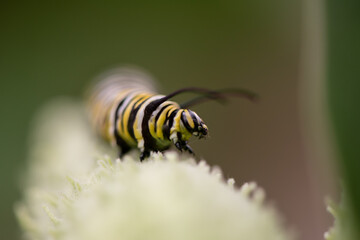 monarch caterpillar on milkweed pod