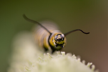 monarch caterpillar on milkweed pod