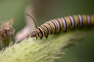 monarch caterpillar on milkweed pod