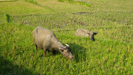 beautiful view of green rice fields in a village, with buffalo eating grass
