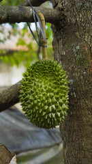 a bunch of large durian fruit on a tree, not yet ripe green