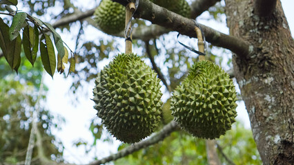 a bunch of large durian fruit on a tree, not yet ripe green