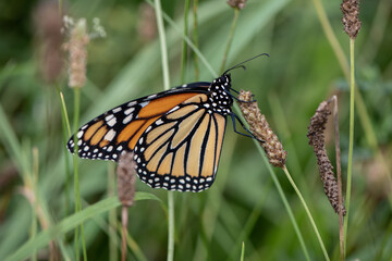 monarch butterfly in grass