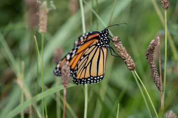 monarch butterfly on grass