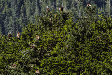 A bunch of bald eagles in a tree near a fishing pier in south eastern Alaska along the inside passage