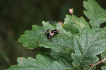 A hoverfly, Volucella pellucens