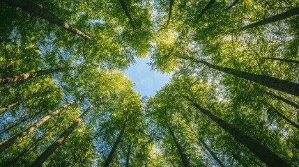 Fototapeta premium A vibrant image showcasing a lush green spring forest with tall trees. The image captures the perspective of looking up at the ceanopy through fresh foliage against the spring sky.