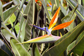 Close up view of the Madeira Agapanthus or Strelitzia flower